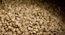 Punaisen kahvimarjan siemenet erotetaan ja kuivataan